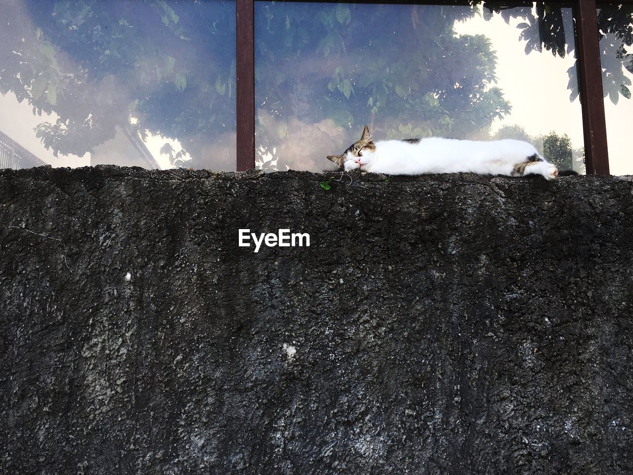 Cat sleeping on retaining wall