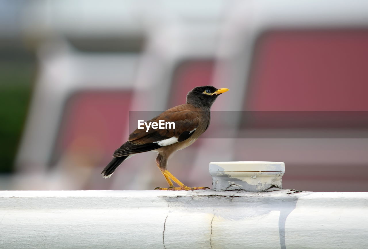 Close-up of bird perching