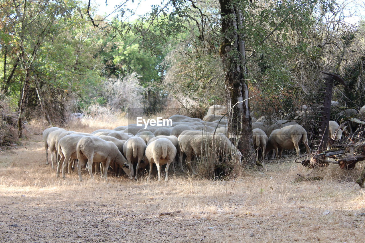 Sheep herded together