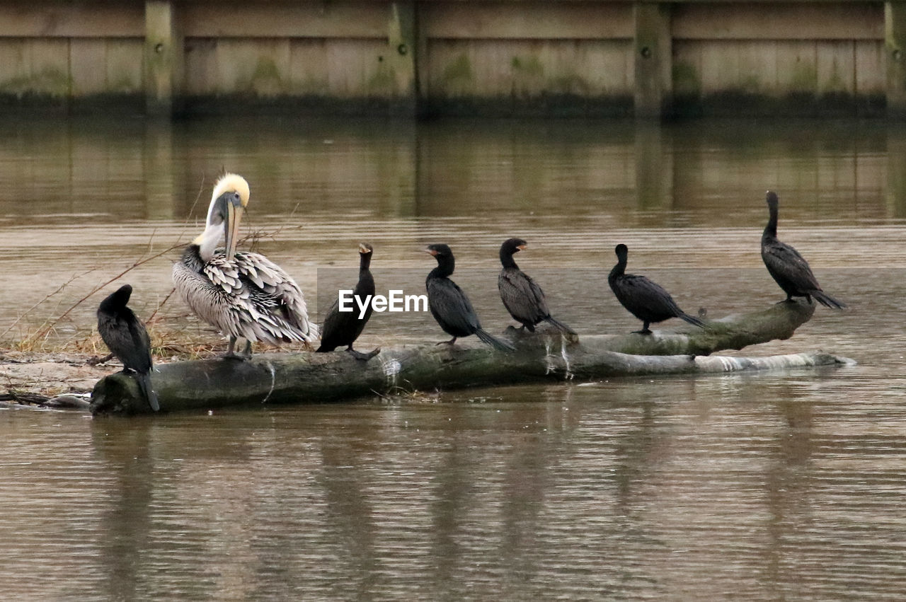 BIRDS IN LAKE