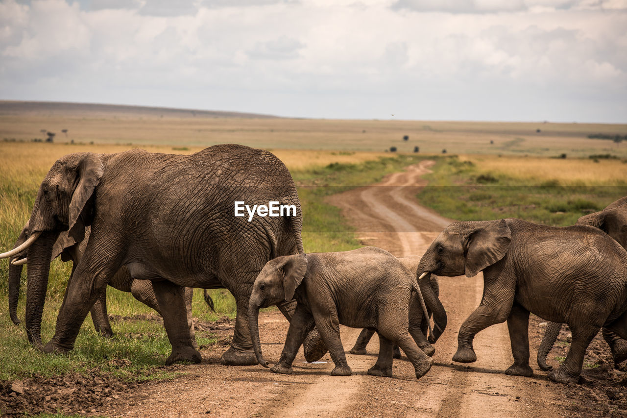 Herd of elephants in africa walking through the grass in tarangire national park