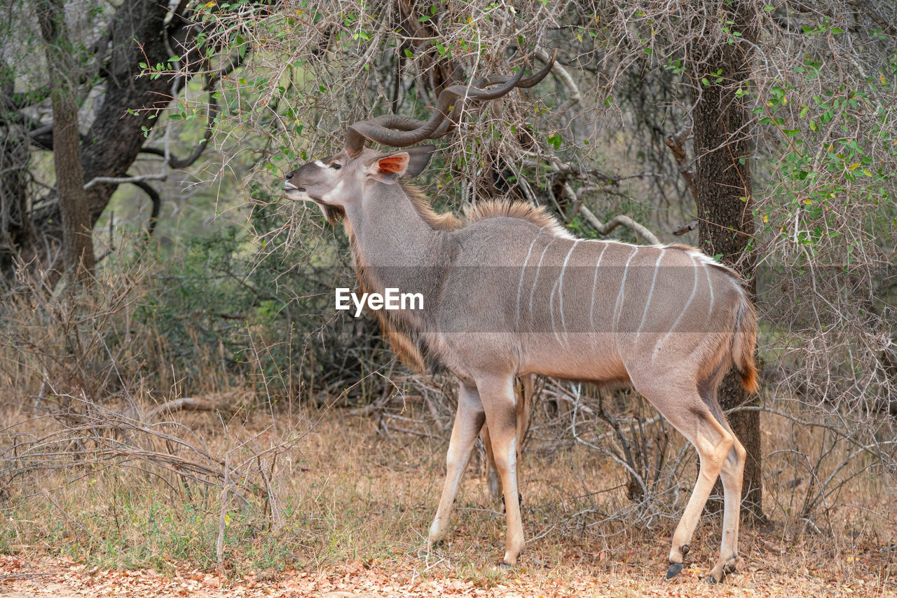 SIDE VIEW OF DEER IN FOREST