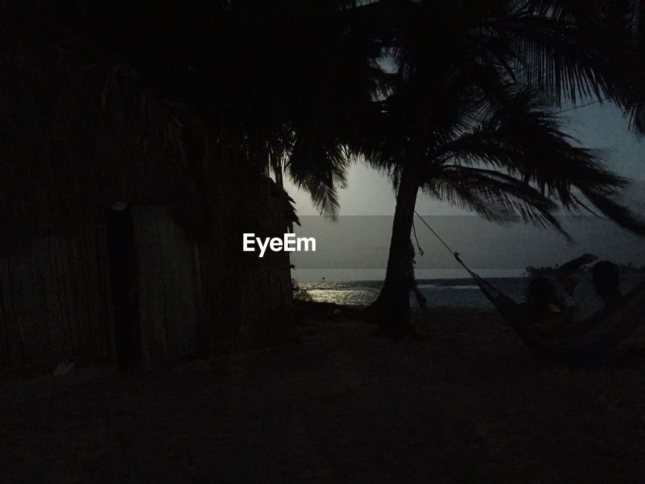 SILHOUETTE PALM TREES AT NIGHT