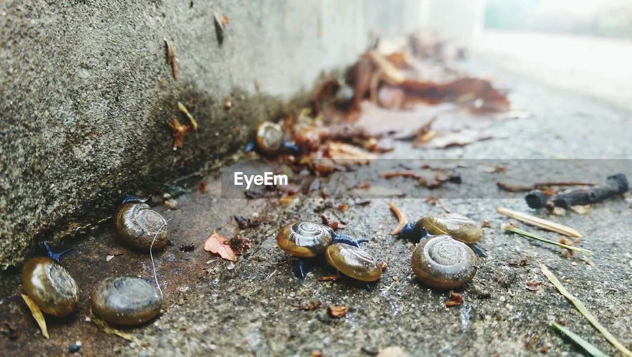 High angle view of snails on floor