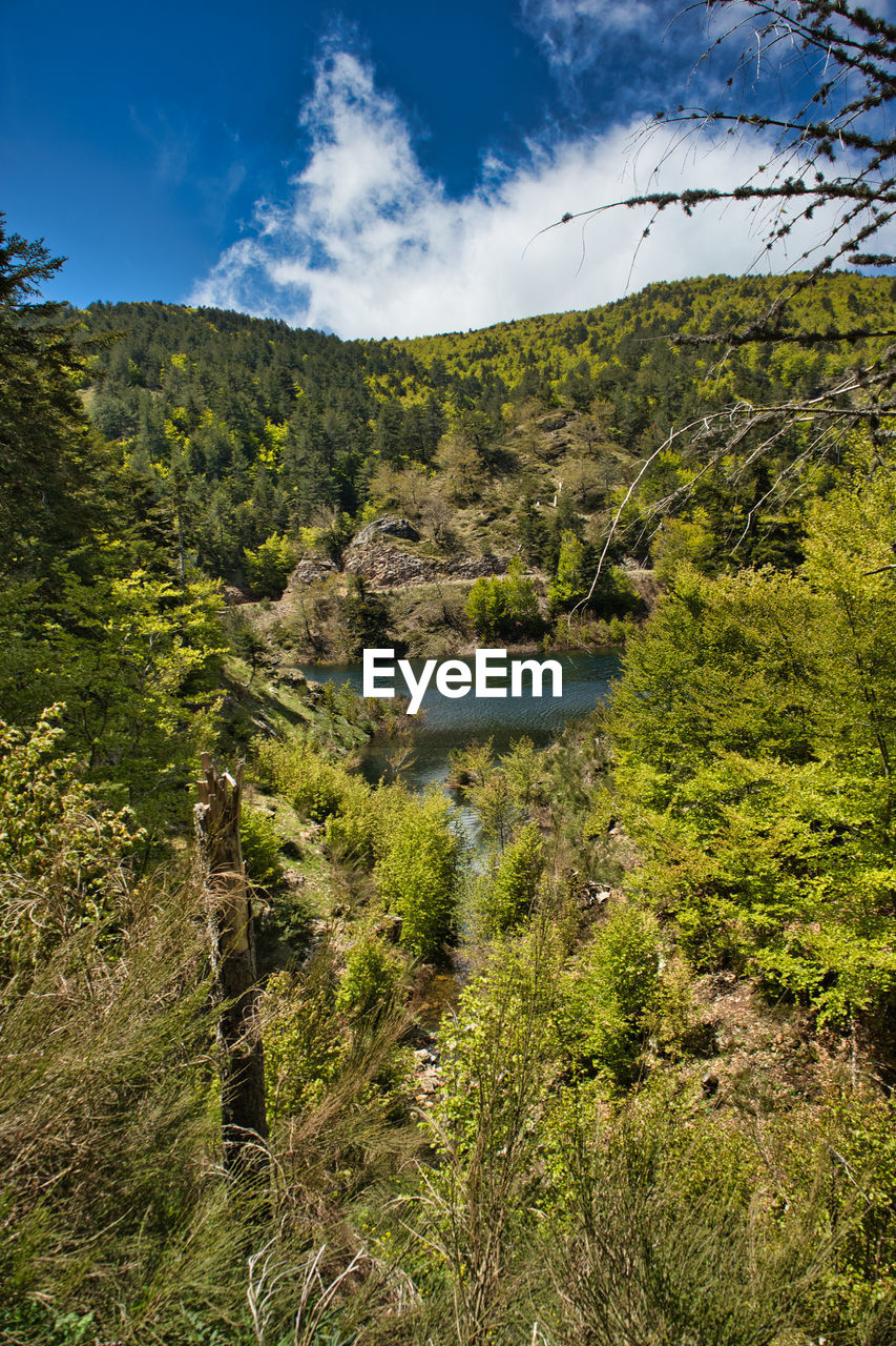 SCENIC VIEW OF TREES GROWING ON LAND AGAINST SKY