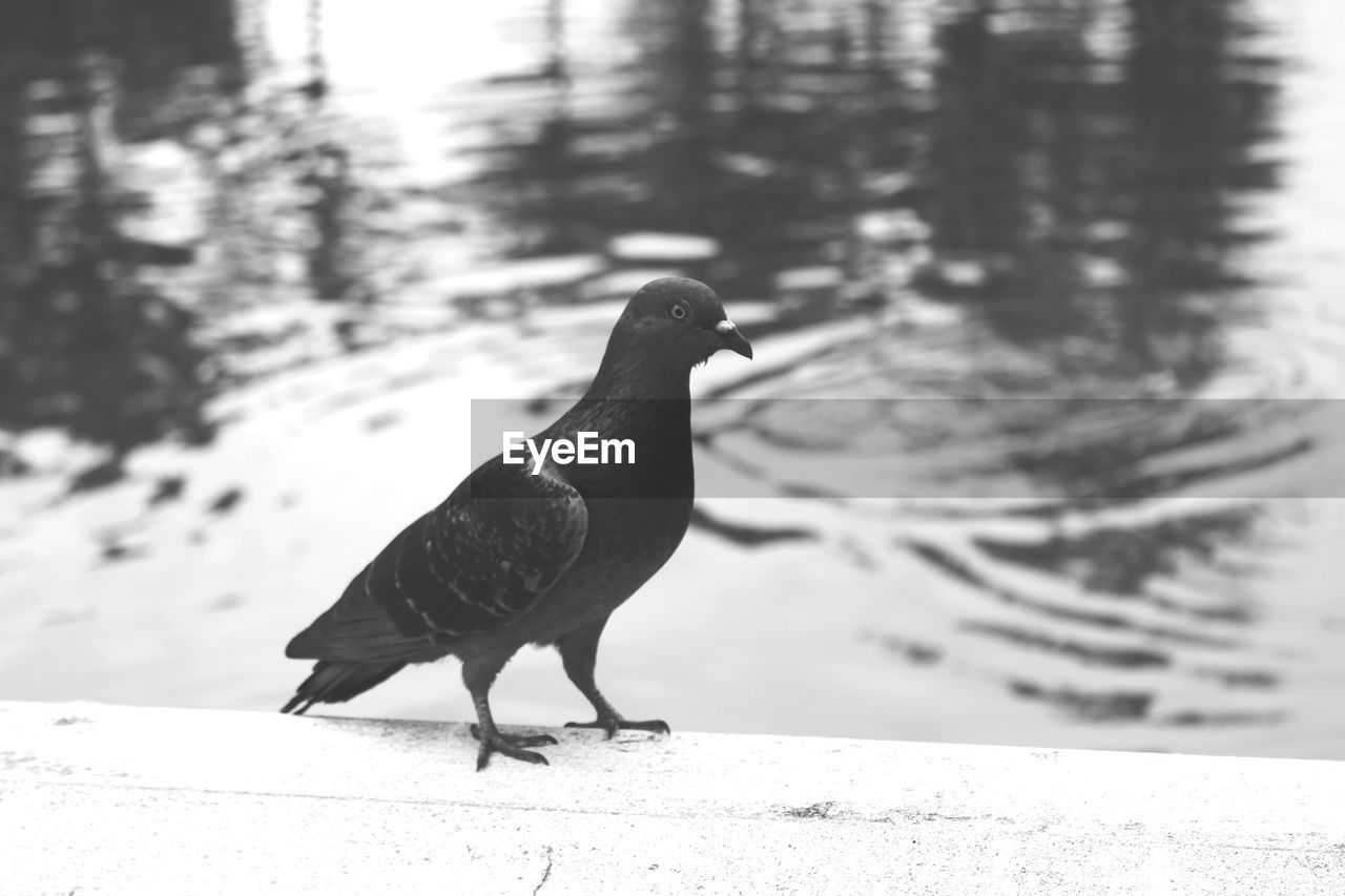 CLOSE-UP OF A BIRD PERCHING ON A LAKE