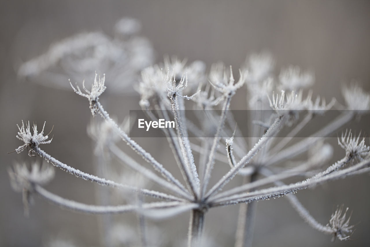 CLOSE-UP OF PLANTS DURING WINTER