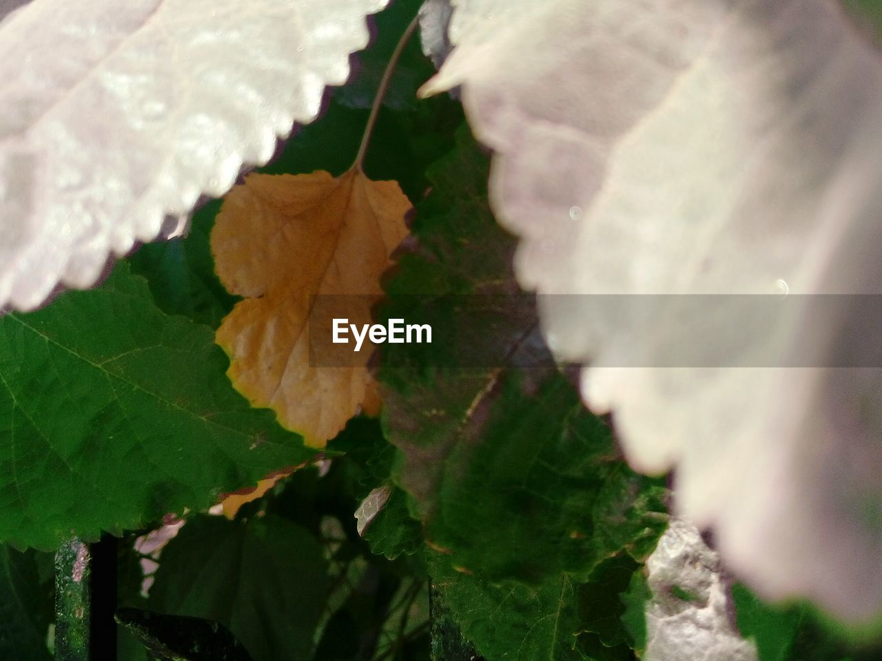 CLOSE-UP OF MAPLE LEAF ON AUTUMN LEAVES