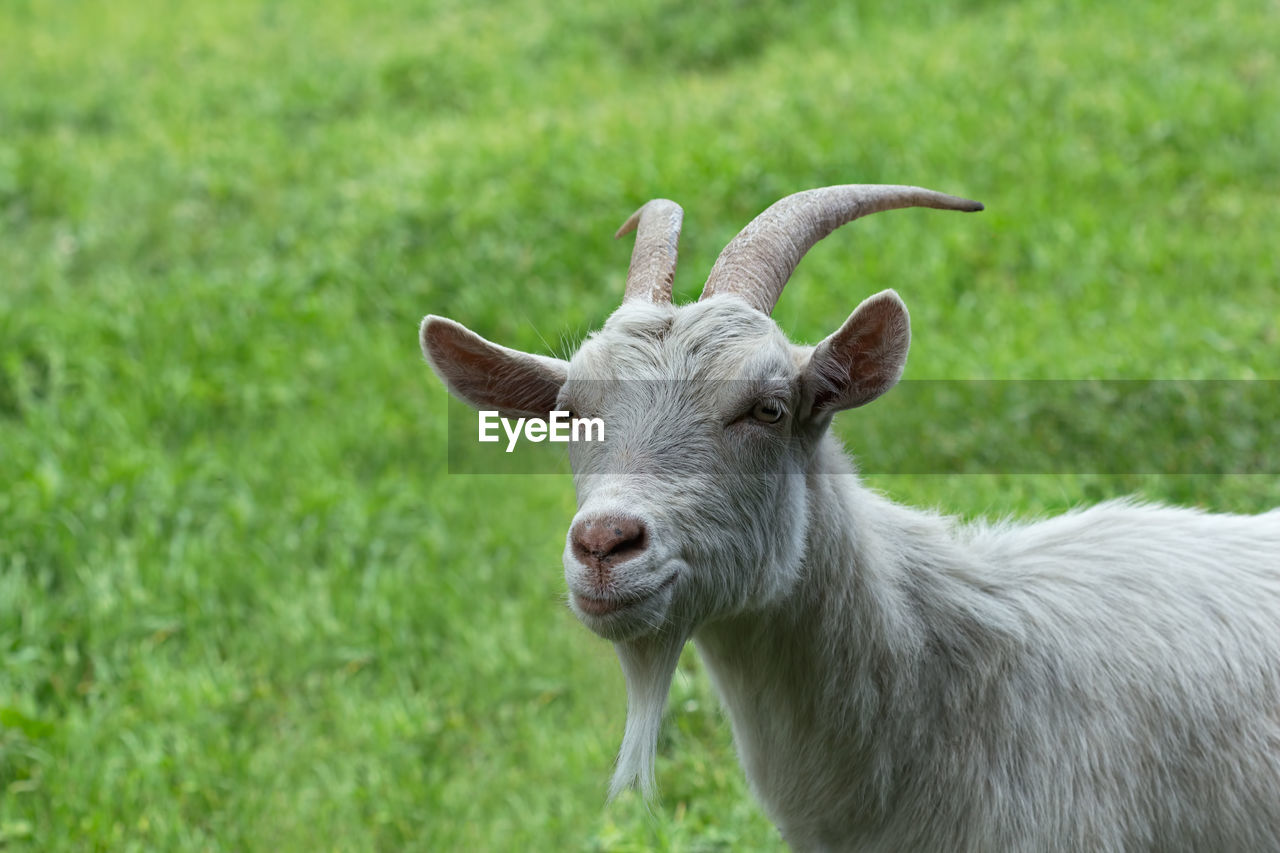 Portrait of goat standing on grassy field