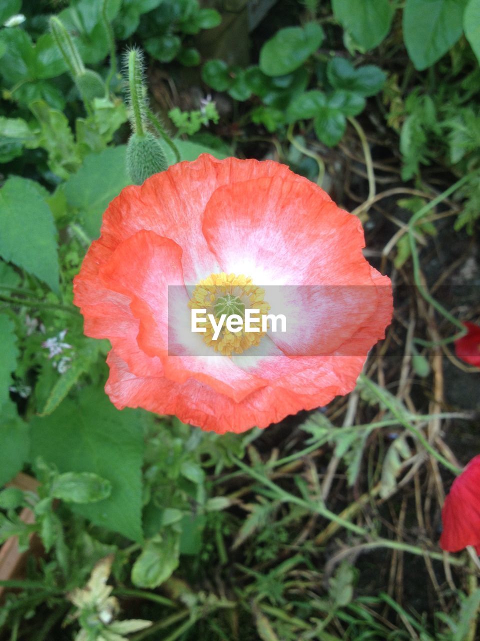 CLOSE-UP OF POPPY BLOOMING