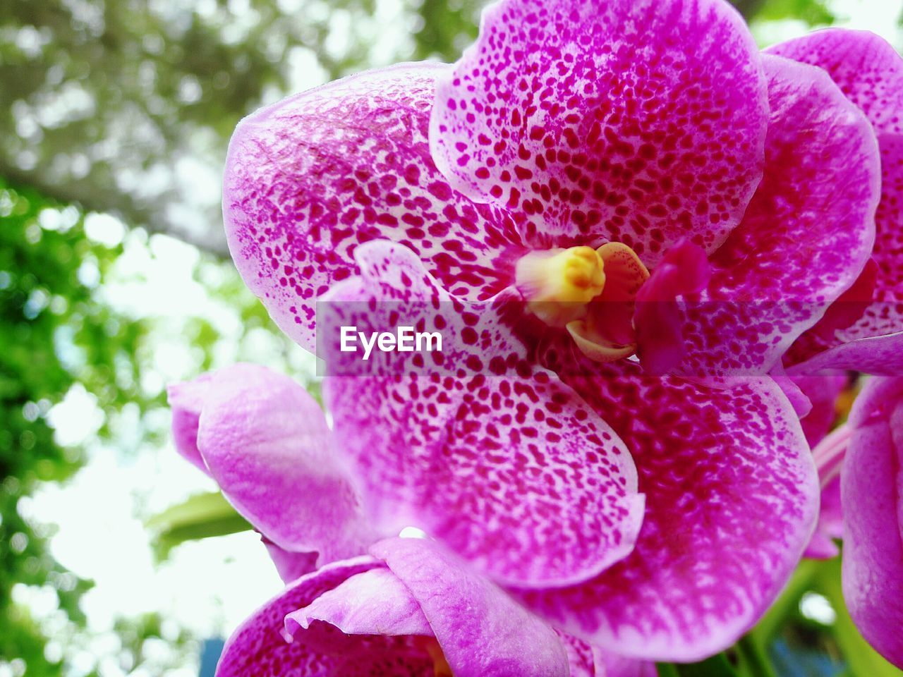 CLOSE-UP OF PINK FLOWER BLOOMING IN PARK