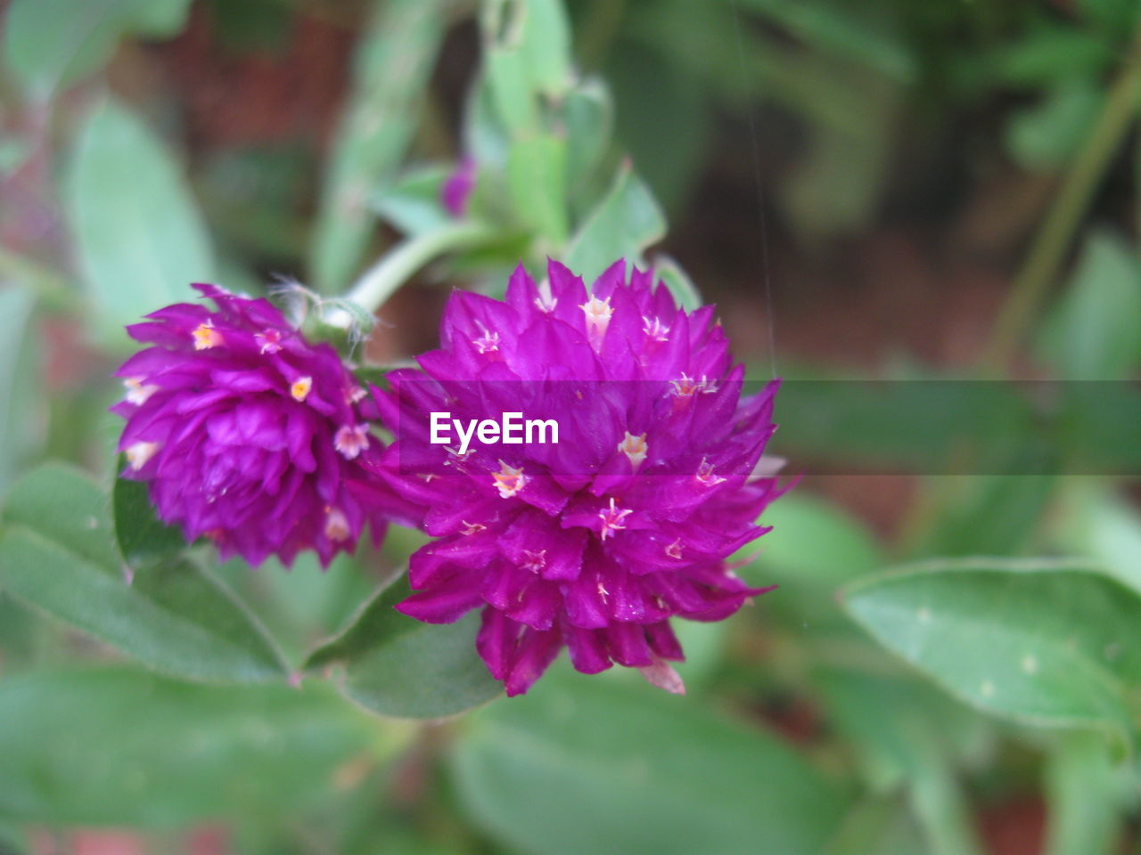 CLOSE-UP OF PURPLE FLOWER BLOOMING OUTDOORS