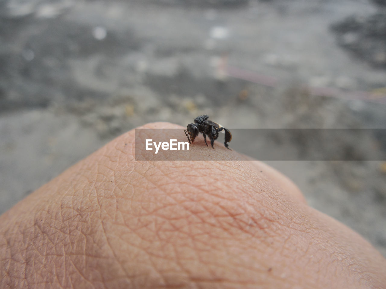 CLOSE-UP OF INSECT ON HUMAN HAND