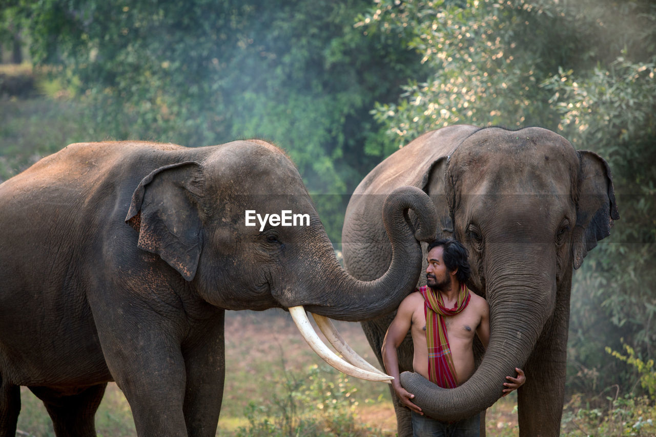 Man with elephants standing in forest