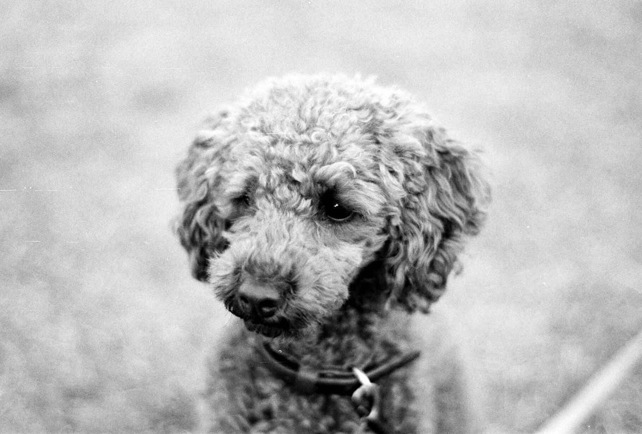 Close-up of cute dog outdoors