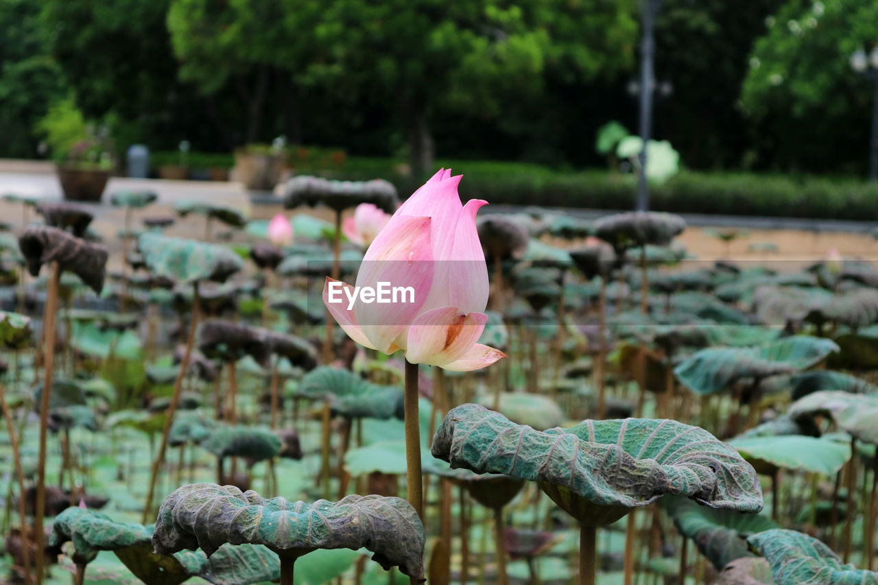 Close-up of pink water lily in lake