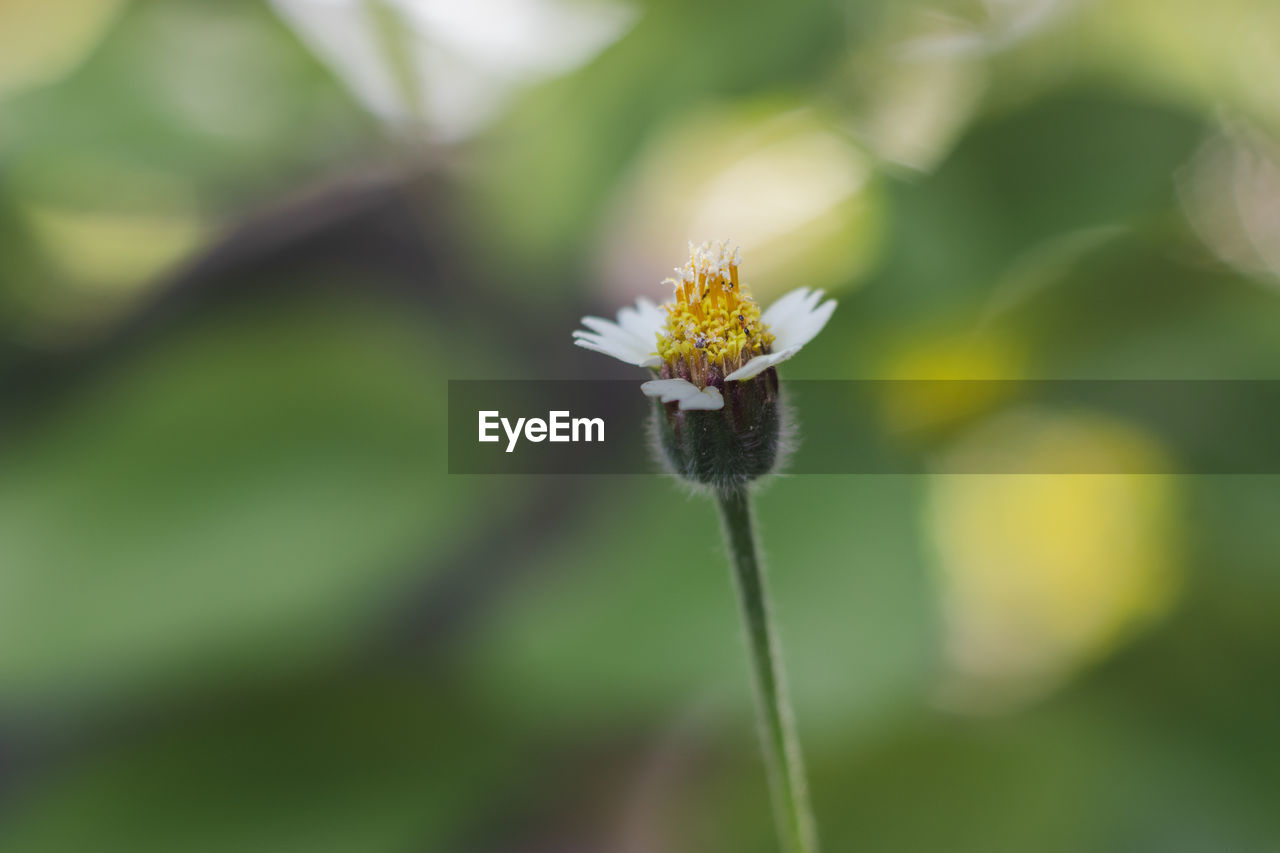 Close-up of white flower