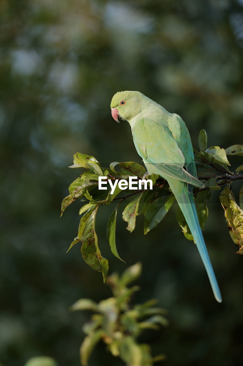 Close-up of parakeet perching on tree