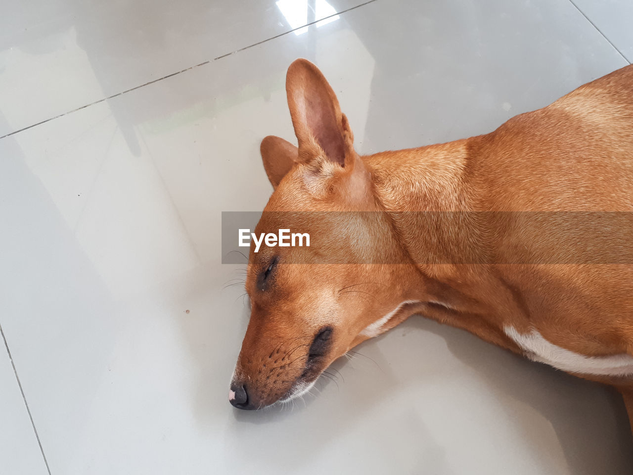 HIGH ANGLE VIEW OF A DOG RESTING