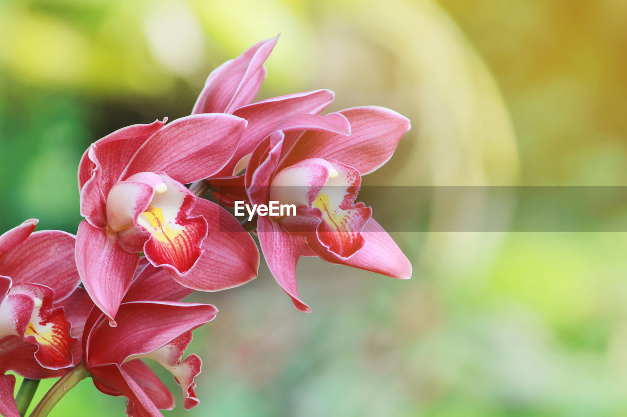 Closeup of blooming pink cymbidium orchid flowers with natural green background