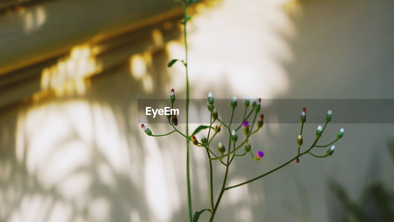 Close-up of flowering plant