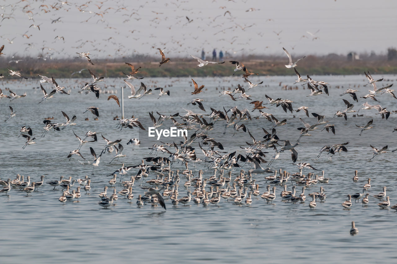 Flock of avocets in lake and taking off