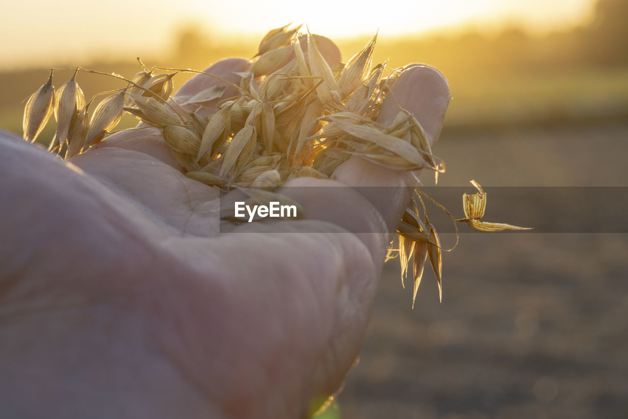 Close-up of hand holding cereal plant