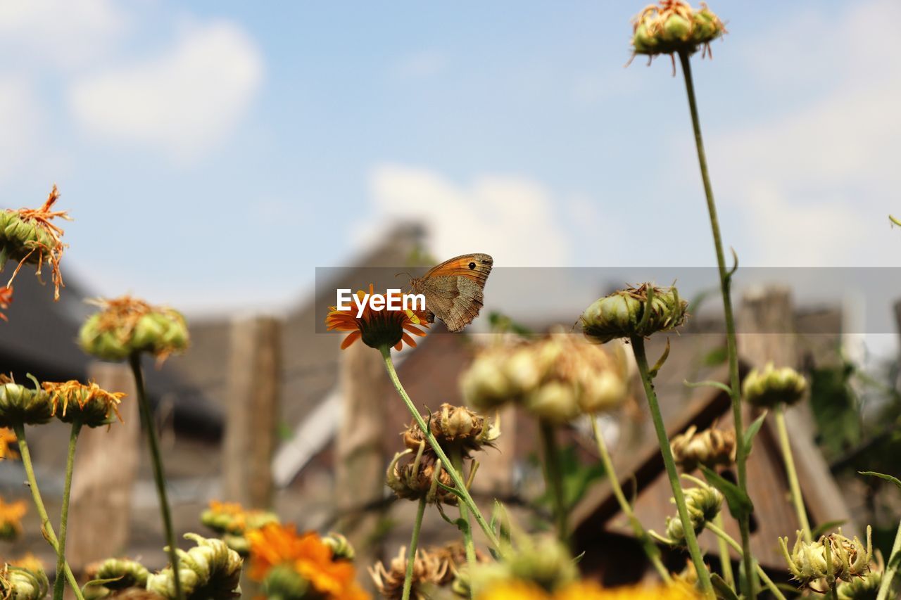 Close-up of butterfly pollinating on flower