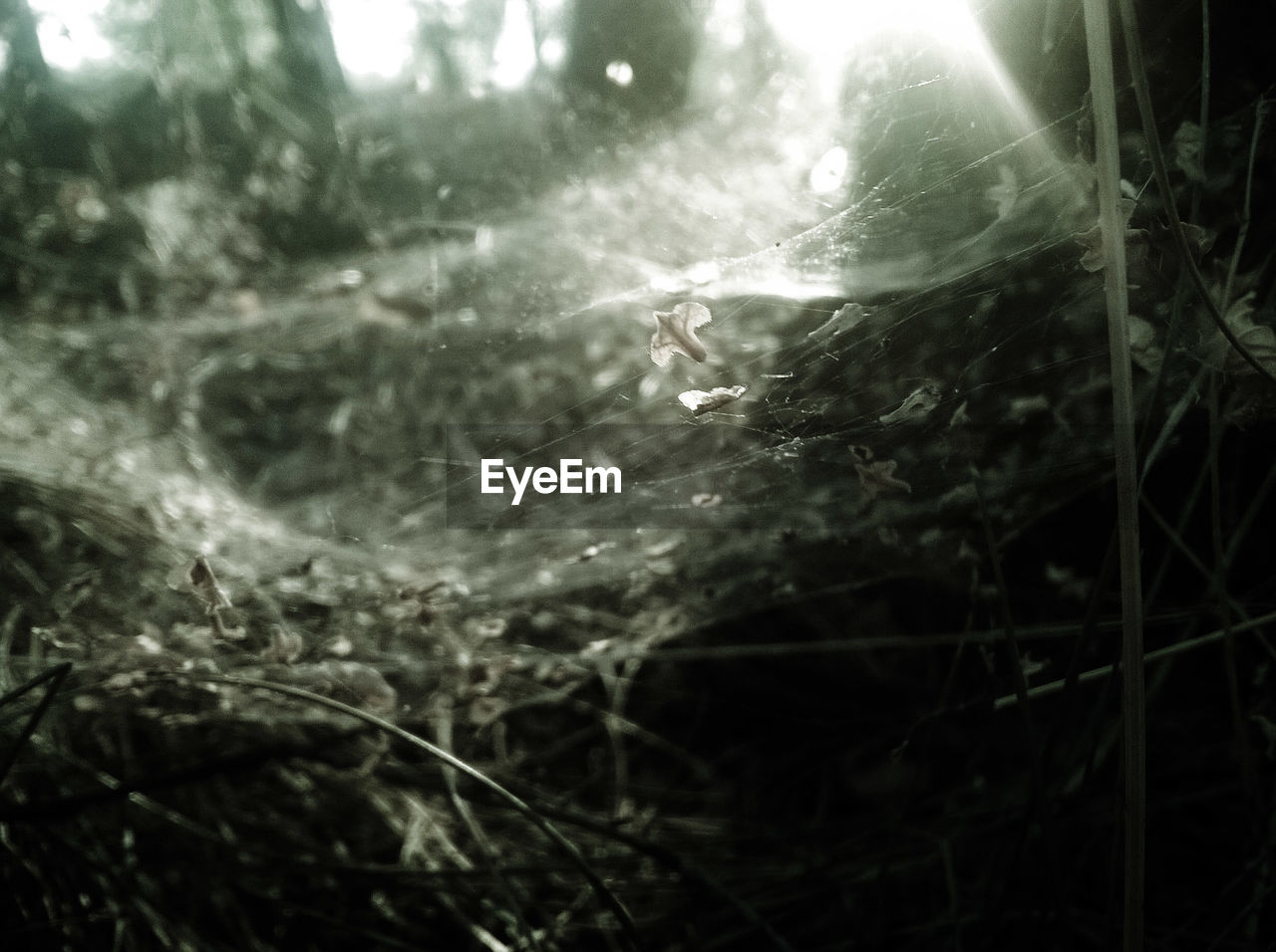 Close-up of spider web in forest
