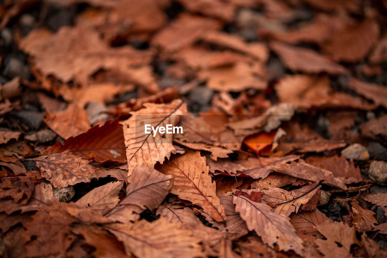 Close-up of maple leaves on fallen tree