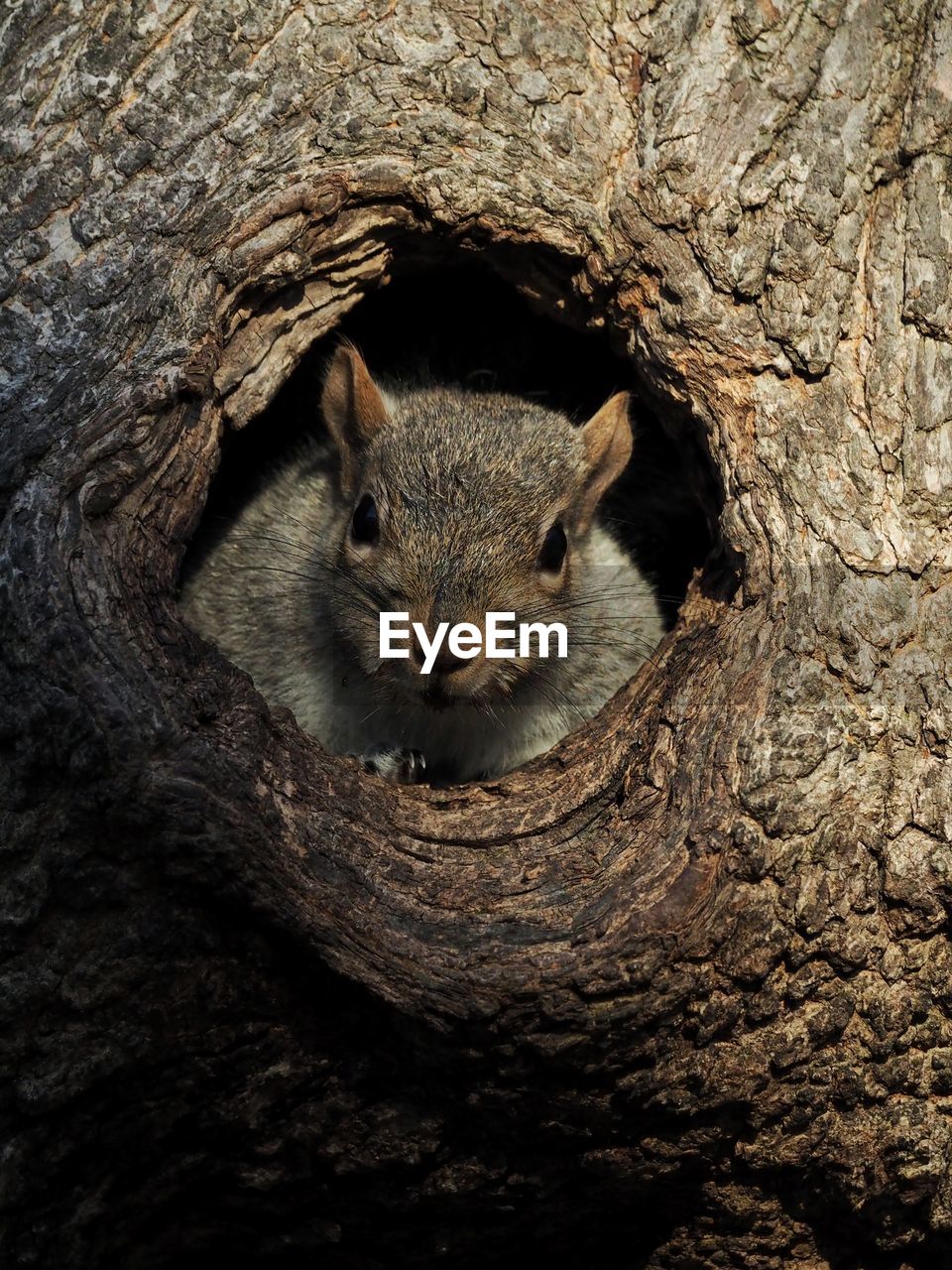 CLOSE-UP PORTRAIT OF SQUIRREL