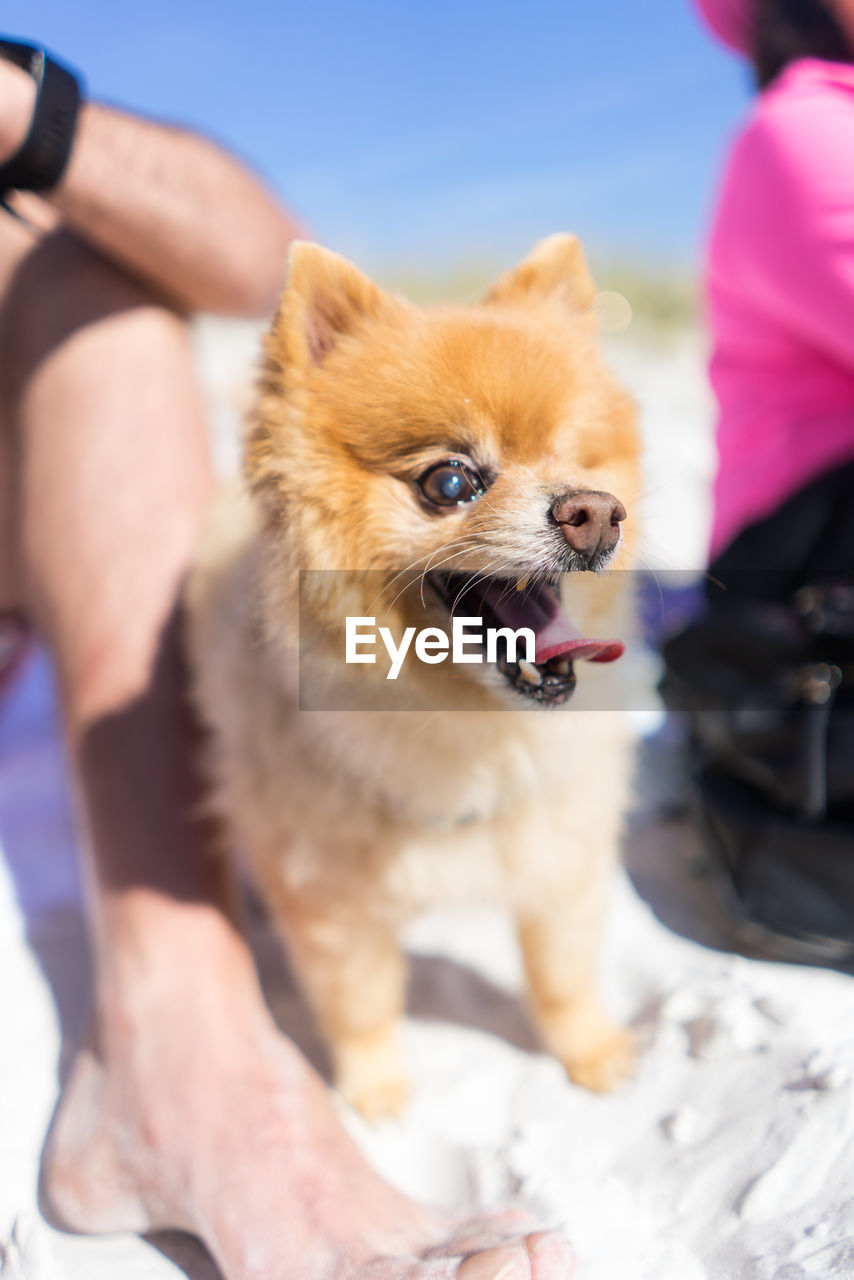 Close-up of dog at beach during summer