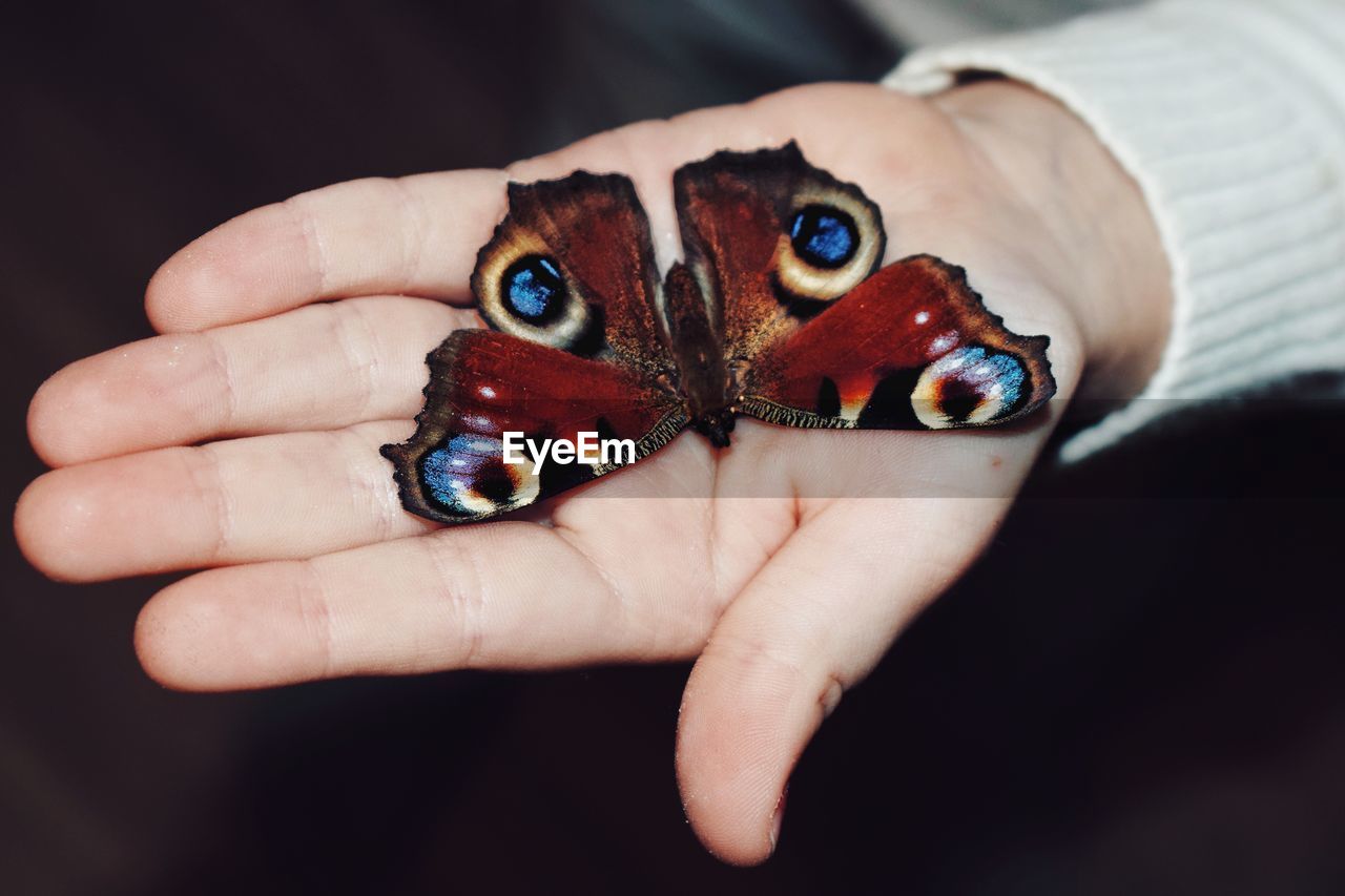 CLOSE-UP OF HUMAN HAND HOLDING BUTTERFLY