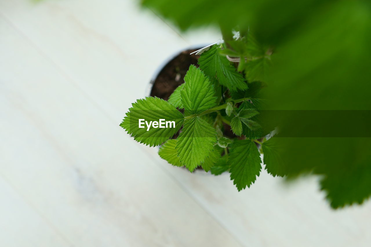 green, leaf, plant part, plant, close-up, nature, macro photography, no people, tree, branch, flower, growth, day, outdoors, beauty in nature, focus on foreground, insect, produce, animal, selective focus, animal wildlife, animal themes, freshness