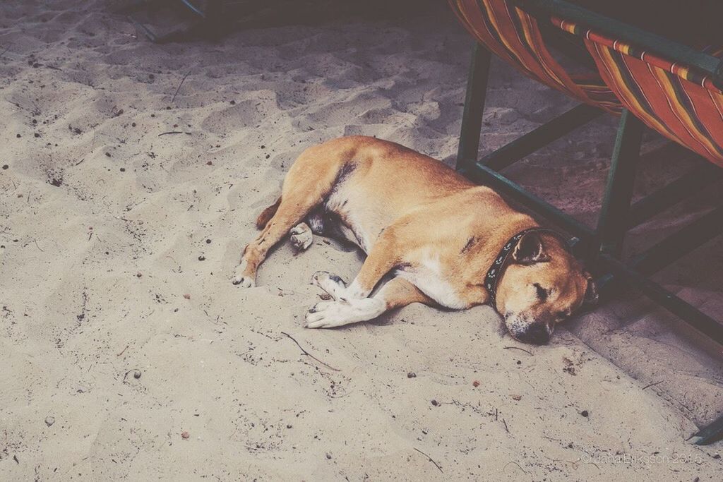 CLOSE-UP OF DOG RESTING ON TILED FLOOR