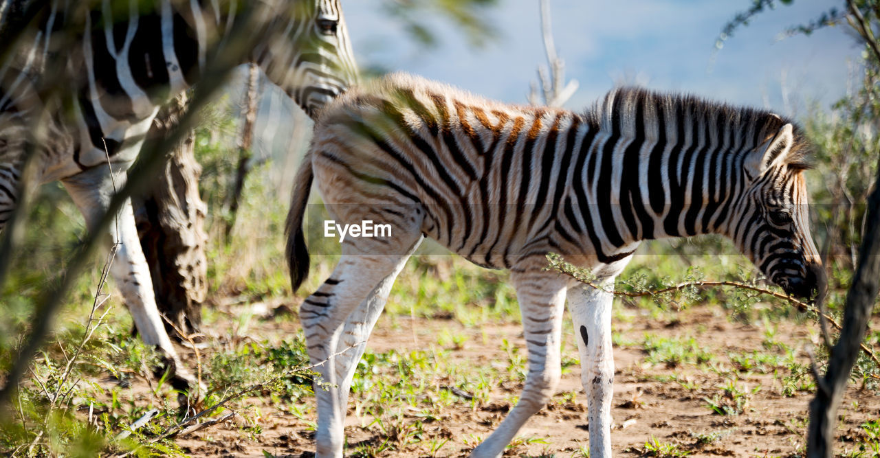 VIEW OF ZEBRAS IN FIELD