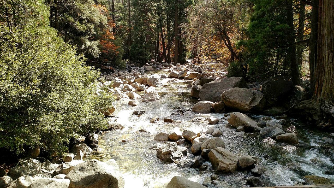 HIGH ANGLE VIEW OF TREES AND WATER