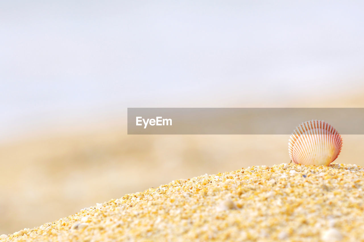 Close-up of seashell on sandy beach