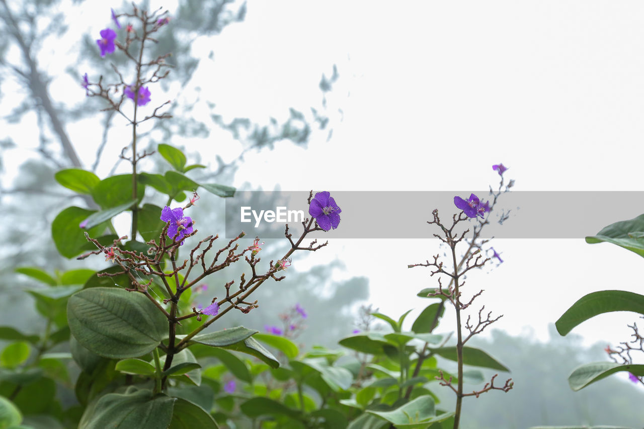 CLOSE-UP OF PURPLE FLOWERS BLOOMING ON TREE AGAINST SKY