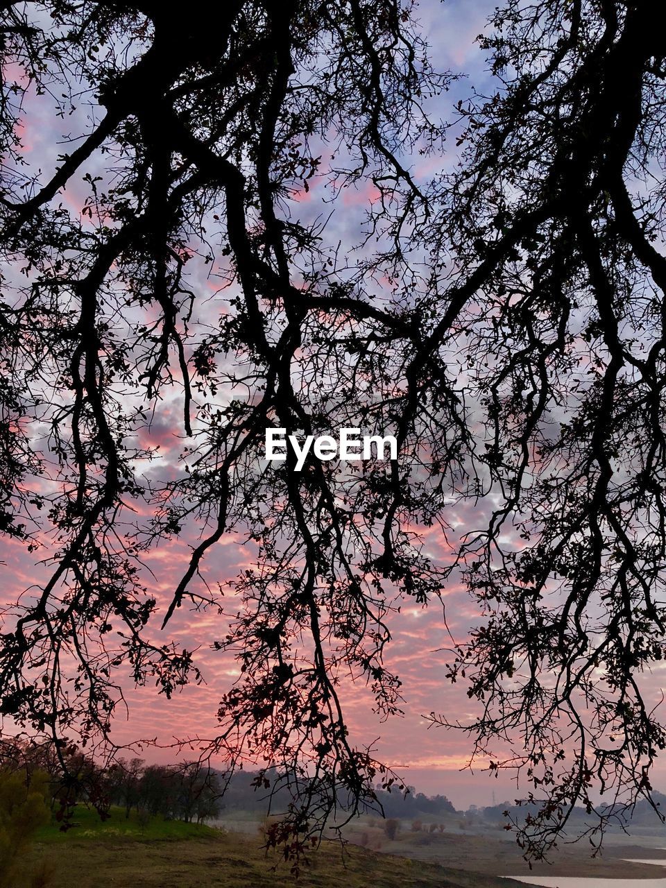 SILHOUETTE TREES AGAINST LAKE DURING SUNSET