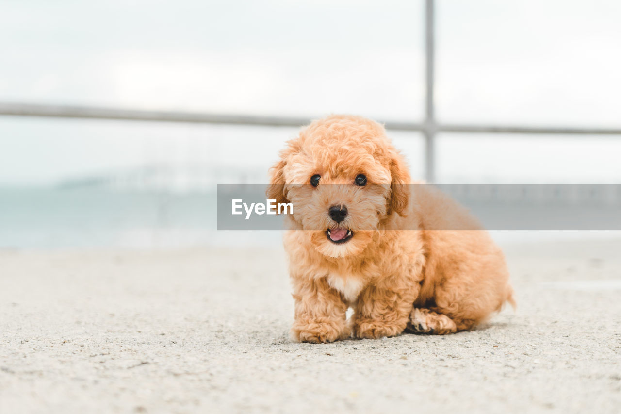 Brown puppy poodle on floor