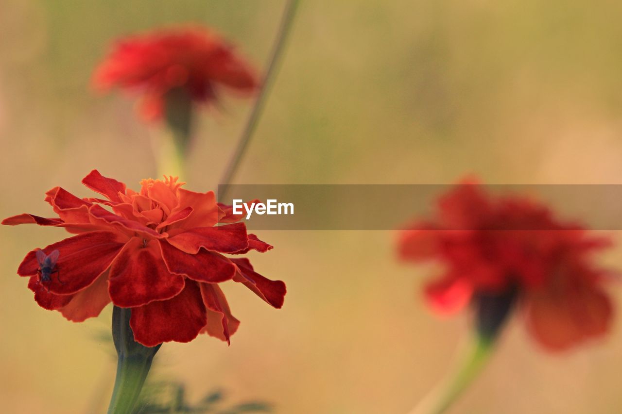 Close-up of red flowering plant