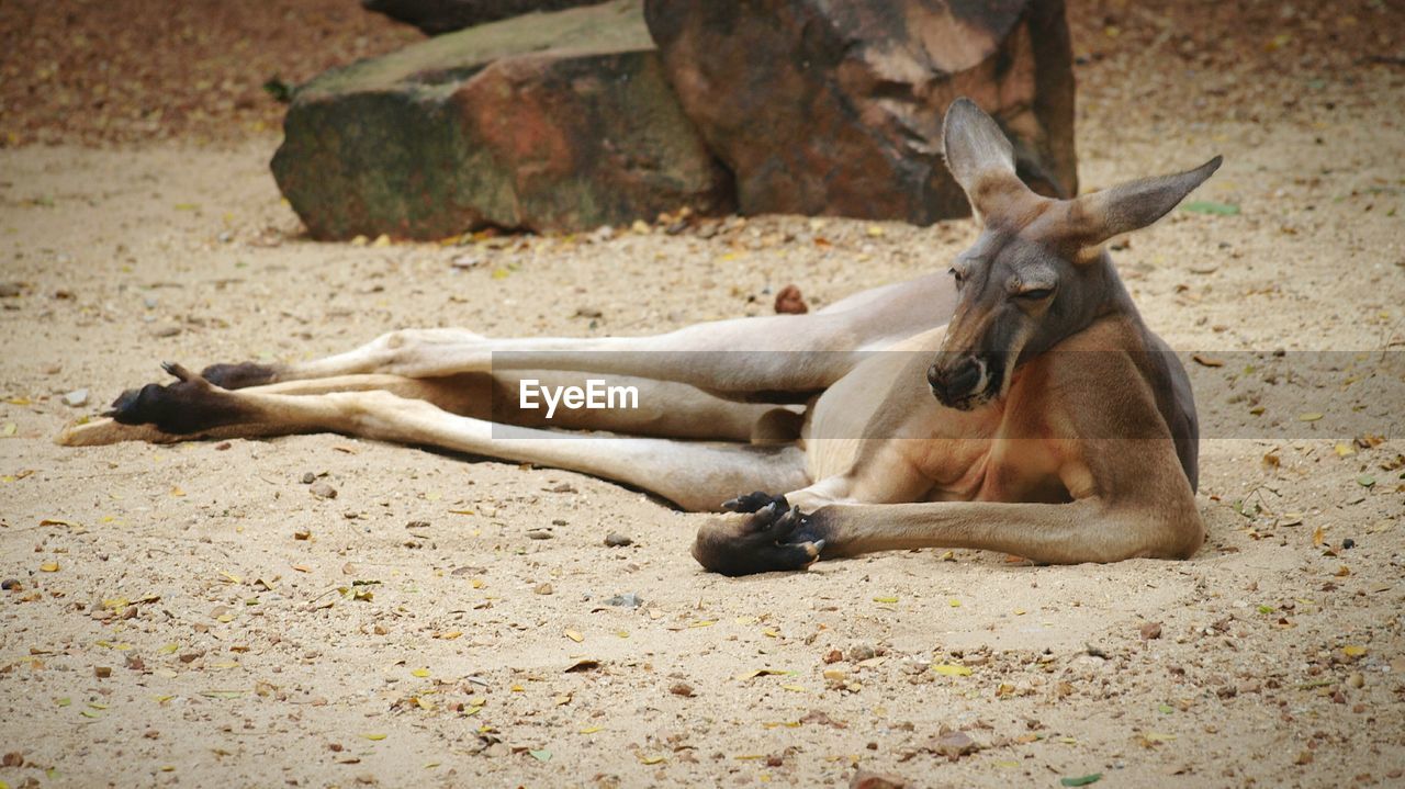 Kangaroo relaxing at zoo