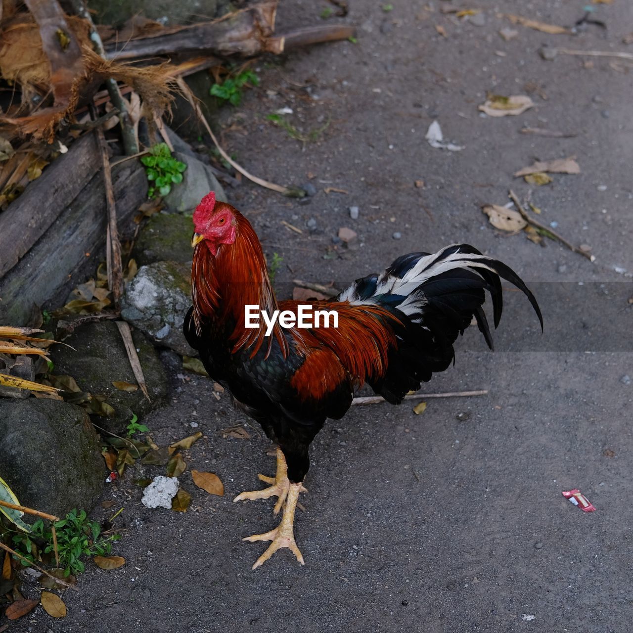 HIGH ANGLE VIEW OF ROOSTER ON GROUND