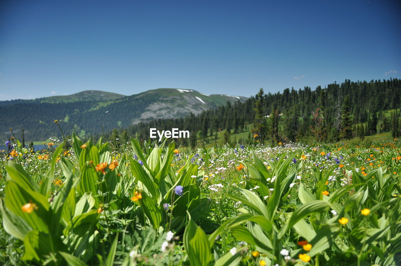 SCENIC VIEW OF FLOWERING PLANT AGAINST SKY