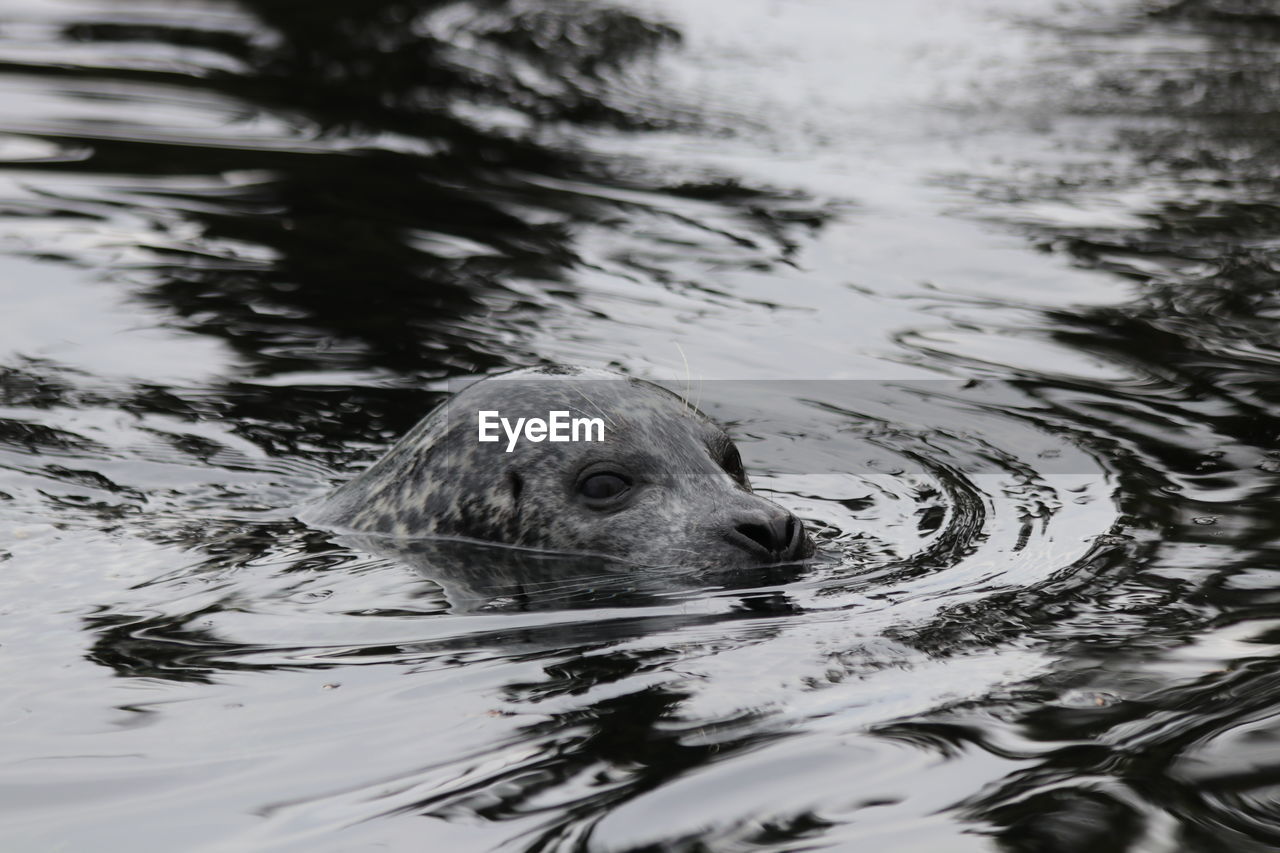 Close-up of seal swimming in lake