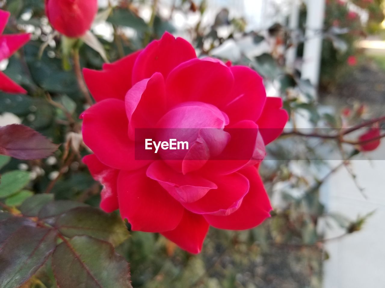 CLOSE-UP OF ROSE BLOOMING