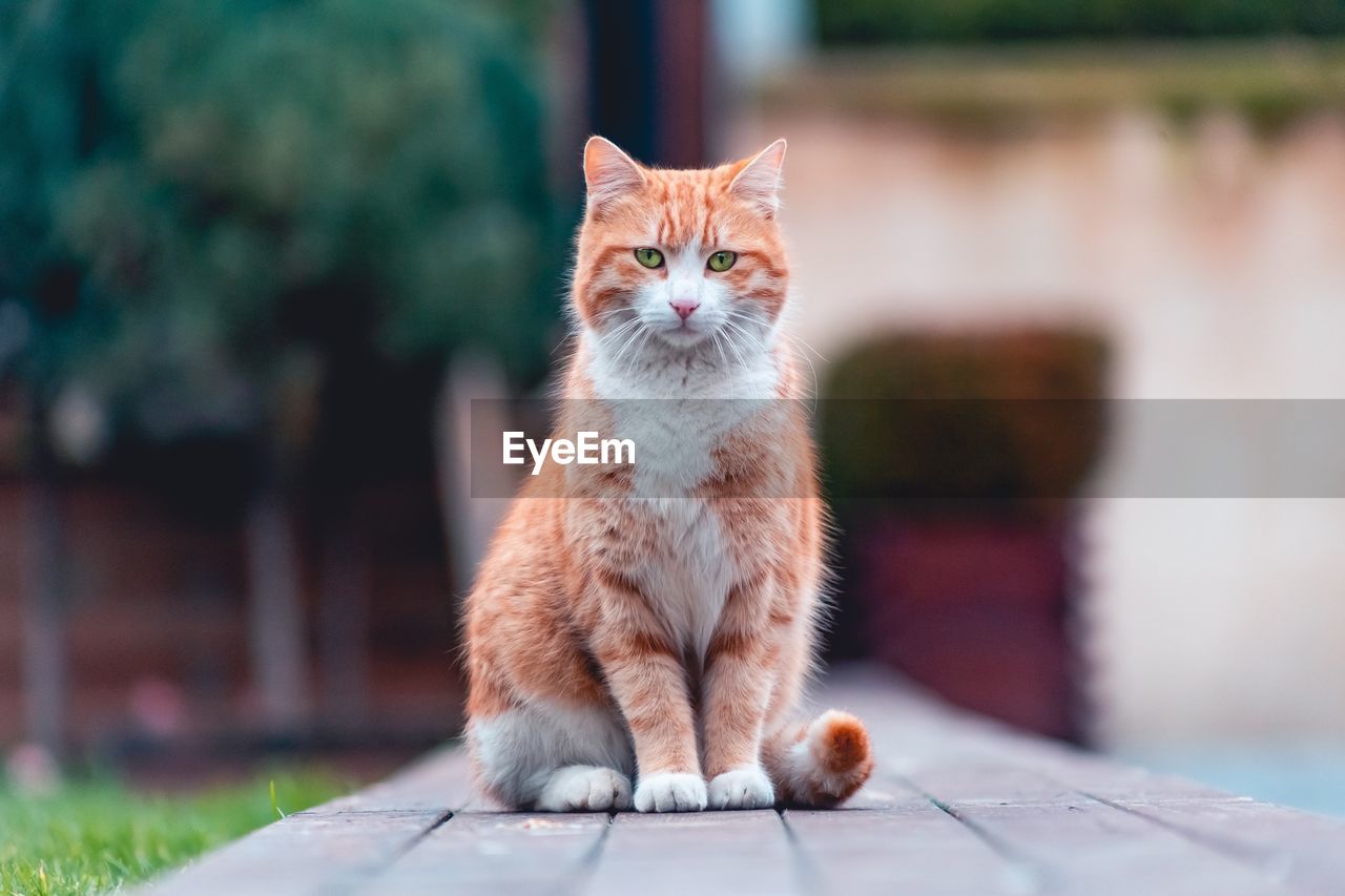 PORTRAIT OF GINGER CAT SITTING ON FLOOR