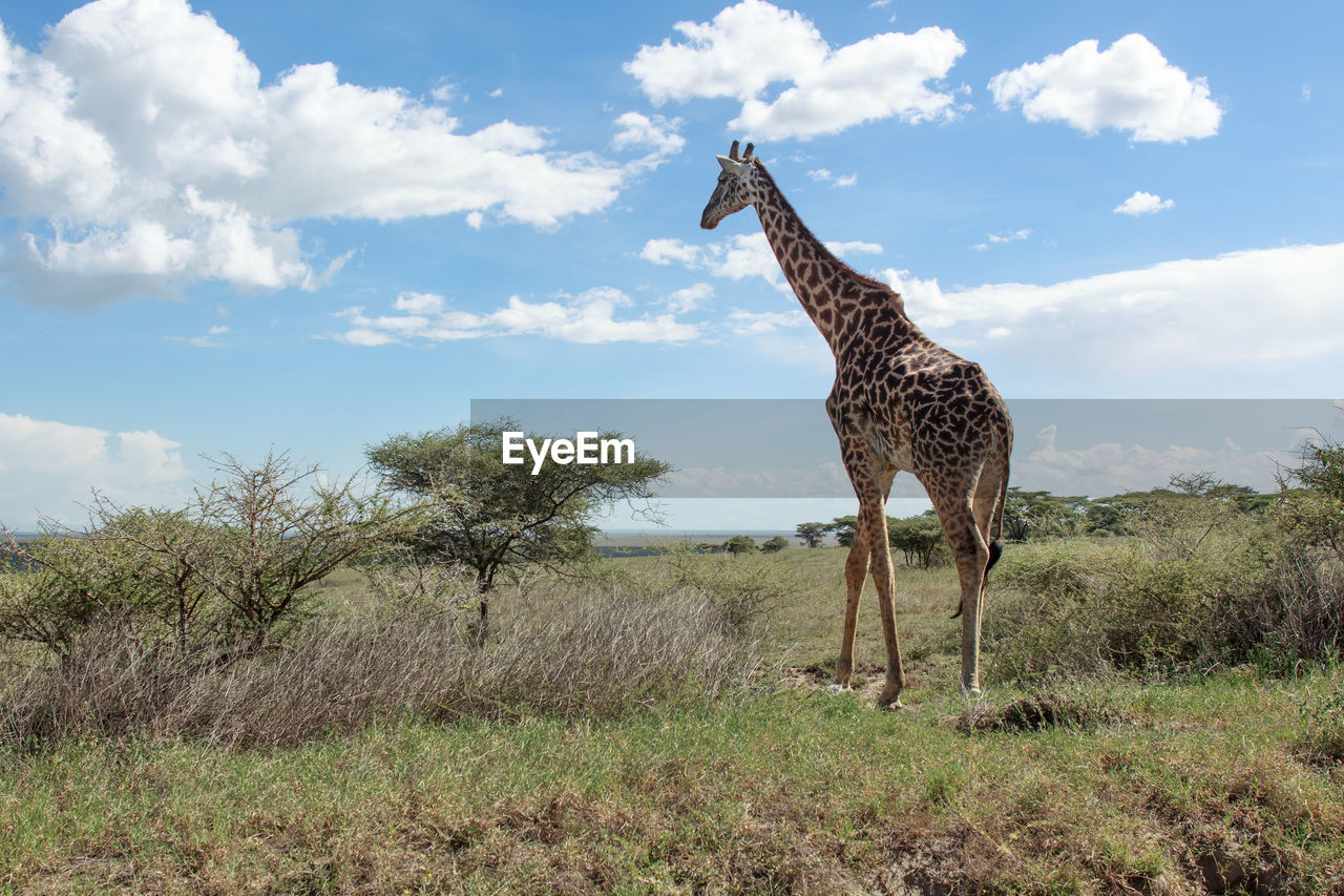 Giraffe standing on landscape against cloudy sky