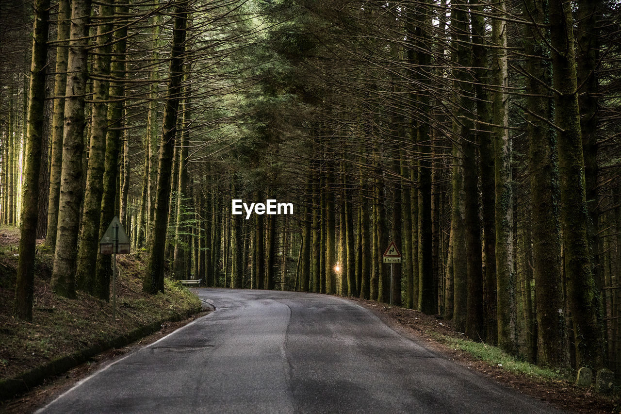 Empty road amidst trees in forest